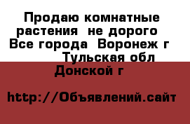 Продаю комнатные растения  не дорого - Все города, Воронеж г.  »    . Тульская обл.,Донской г.